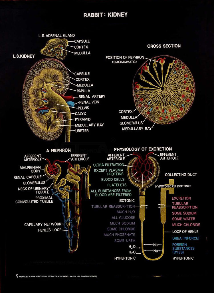 Mammalian Histology